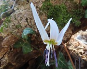 67 Erythronium dens-canis (Dente di cane)